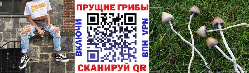 Псилоцибиновые грибы мицелий  blacksprut вход  Александровское  где купить  